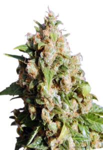 Lucid Dream Feminized Marijuana Seeds