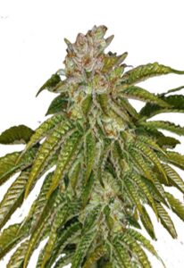 MK Ultra Feminized Marijuana Seeds