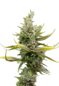 Magnum Autoflower Marijuana Seeds