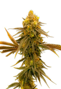 Mandarine Autoflower Marijuana Seeds