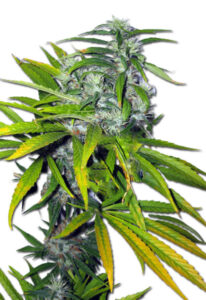 Mango Haze Autoflower Marijuana Seeds
