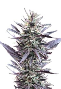 Mango Kush Feminized Marijuana Seeds