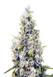 Maui Sunset Feminized Marijuana Seeds