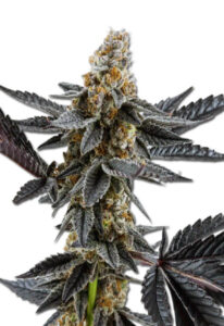 Meat Breath Autoflower Marijuana Seeds