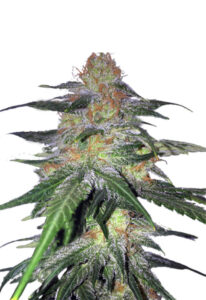 Melon Gum Feminized Marijuana Seeds