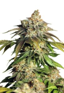 Mimosa Float Feminized Marijuana Seeds