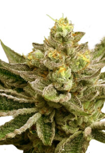 Mint Melon Autoflower Marijuana Seeds