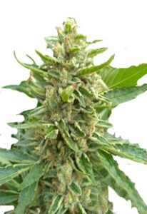 Mochalope Feminized Marijuana Seeds