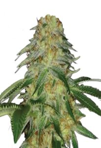 Monkey OG Feminized Marijuana Seeds