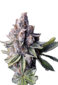 Morning Rose Feminized Marijuana Seeds