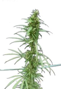 Neville’s Haze Feminized Marijuana Seeds
