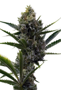 Nicole Kush Feminized Marijuana Seeds