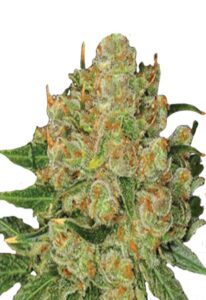 Northern Critical Feminized Marijuana Seeds
