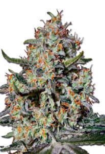 Northern Mango Autoflower Marijuana Seeds