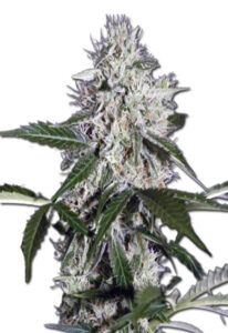 Northern Wreck Autoflower Marijuana Seeds