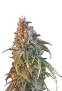 Nuken Feminized Marijuana Seeds