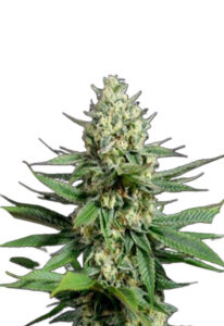 OG Kush Fast Version Marijuana Seeds