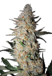 OG Punch Feminized Marijuana Seeds