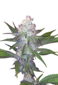 OG Wedding Cake Feminized Marijuana Seeds