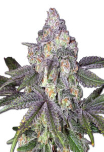 Orange Cake Autoflower Marijuana Seeds