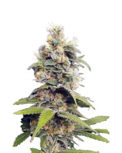 Orange Creamsicle Feminized Marijuana Seeds