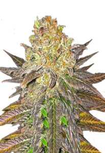 Oregon Peach Feminized Marijuana Seeds