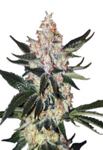 Oregon Underdawg Feminized Marijuana Seeds