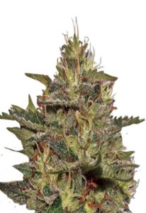 Original Cheese Feminized Marijuana Seeds