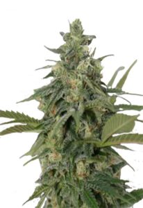 Original Lemon Pie Feminized Marijuana Seeds