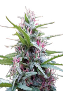 Panama Feminized Marijuana Seeds