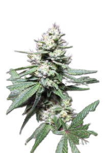 Papaya Glue Feminized Marijuana Seeds