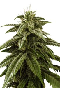 Peanut Butter Cake Feminized Marijuana Seeds