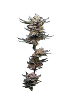 Peanut Butter Souffle Feminized Marijuana Seeds