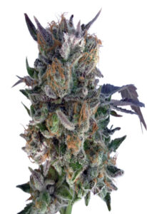Phantom Cookies Feminized Marijuana Seeds