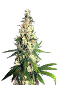 Pineapple Express Feminized Marijuana Seeds