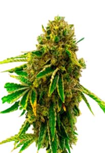 Pineapple Haze Feminized Marijuana Seeds