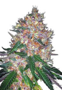 Pink Runtz Autoflower Marijuana Seeds