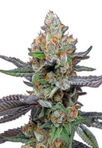 Pink Sunset Autoflower Marijuana Seeds