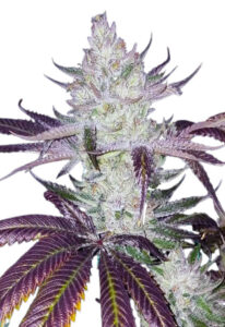 Platinum Cookies Feminized Marijuana Seeds