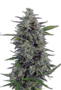Pluto Kush Autoflower Marijuana Seeds