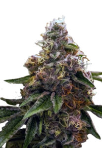 Psycho Crack Feminized Marijuana Seeds