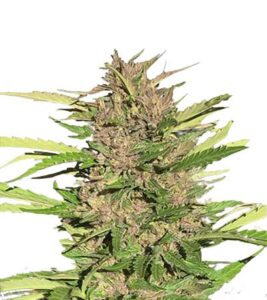 Pure Indica Feminized Marijuana Seeds