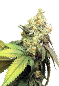 Pure Kush Feminized Marijuana Seeds