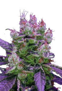 Purple Dream Feminized Fast Version Marijuana Seeds