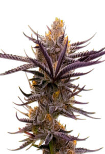 Purple Haze Autoflower Marijuana Seeds