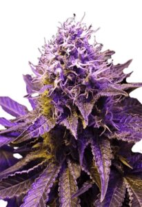 Purple Haze Feminized Marijuana Seeds