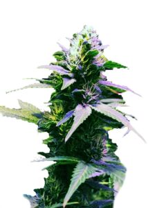 Purple Kush Regular Marijuana Seeds