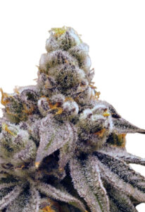 Purple Punch Fast Version Marijuana Seeds