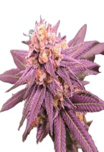 Purple Punch Feminized Marijuana Seeds
