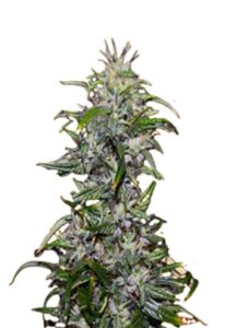Purple Star Killer Feminized Marijuana Seeds